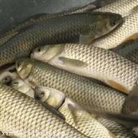 淡水鱼苗厂家 求购草鱼 观赏鱼价格